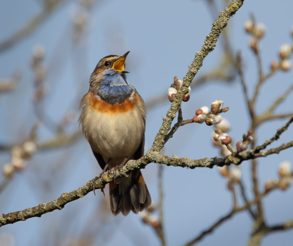 Blauwborst