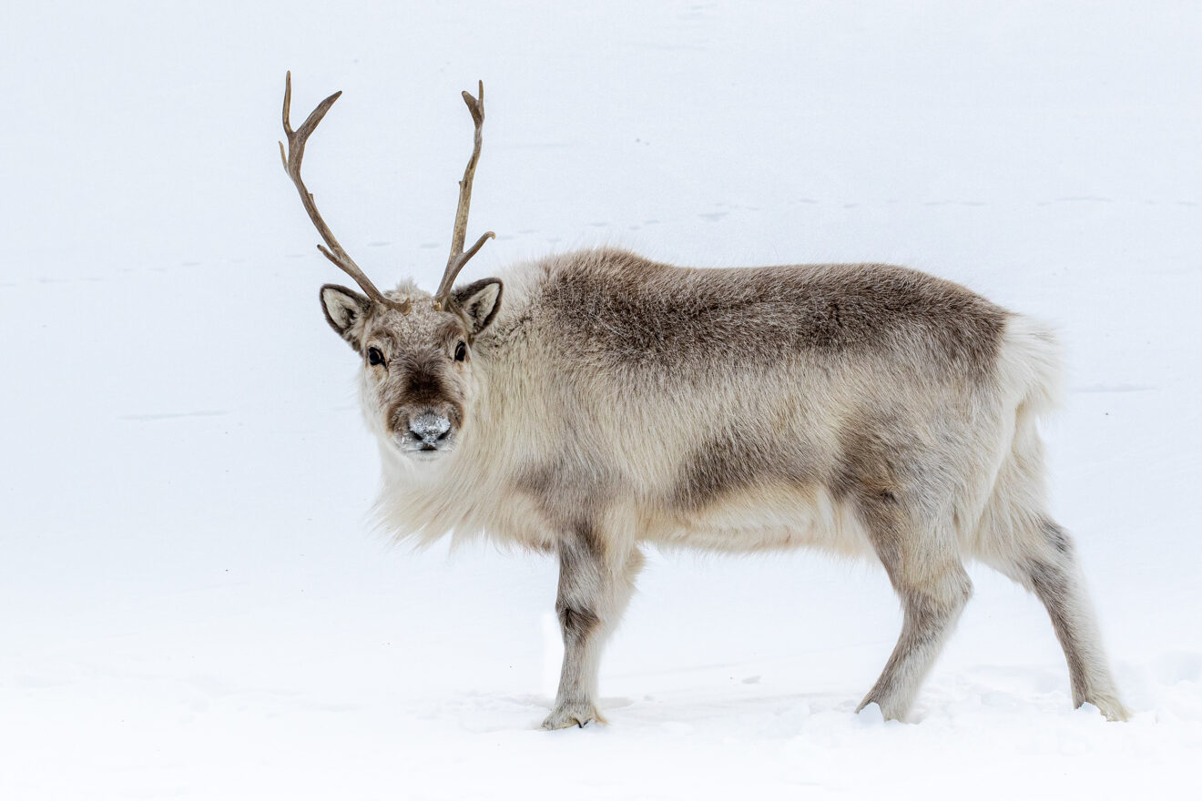 spitsbergen01