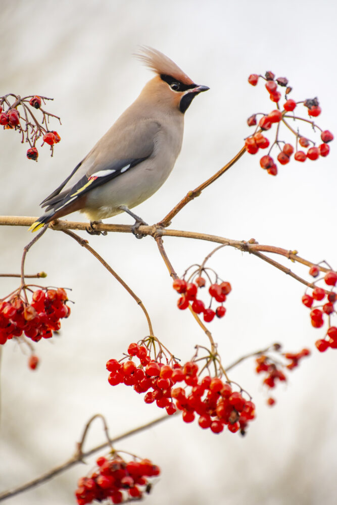 Pestvogel