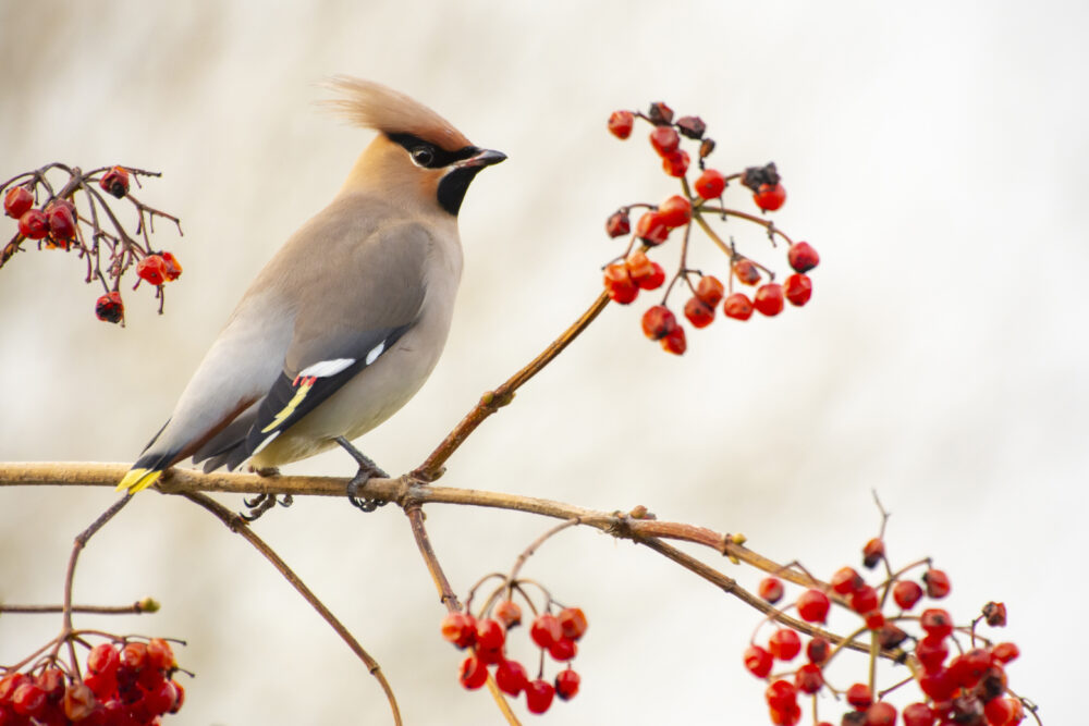 Pestvogel