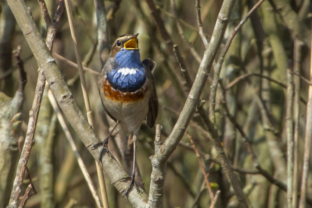 Blauwborst