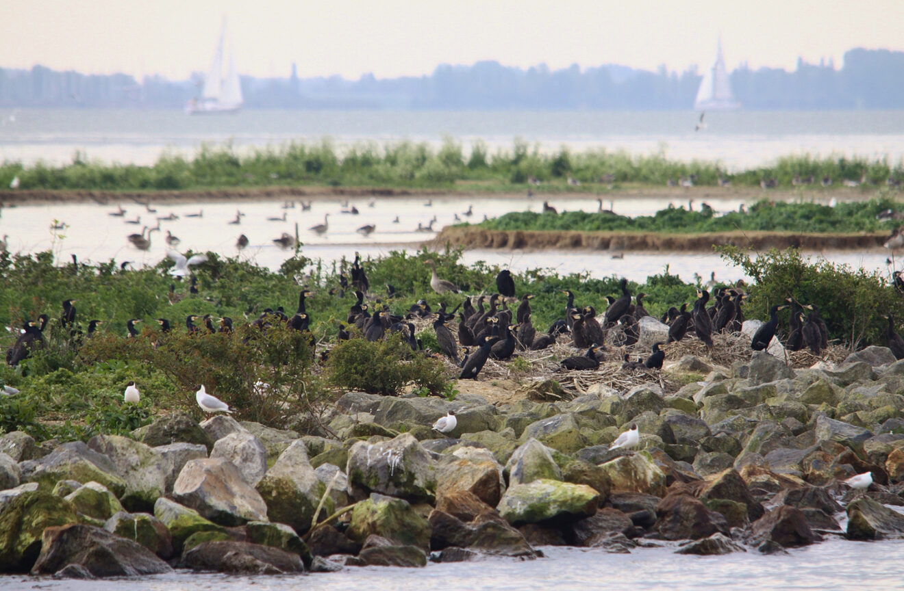 Vogeleiland de Kreupel