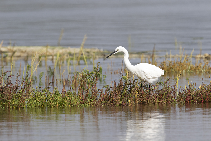 kleine zilverreiger _60A3619 kopiëren