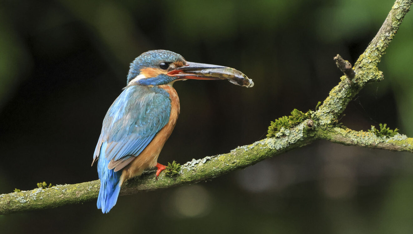 IJsvogel Jos Ketelaar