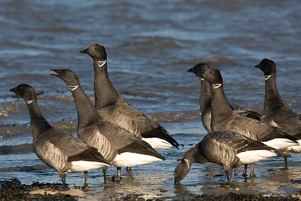 Brent Geese beside water